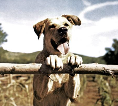 Did Kristi Noem never watch Old Yeller?